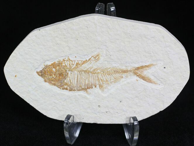 Small Diplomystus Fossil Fish - Wyoming #22108